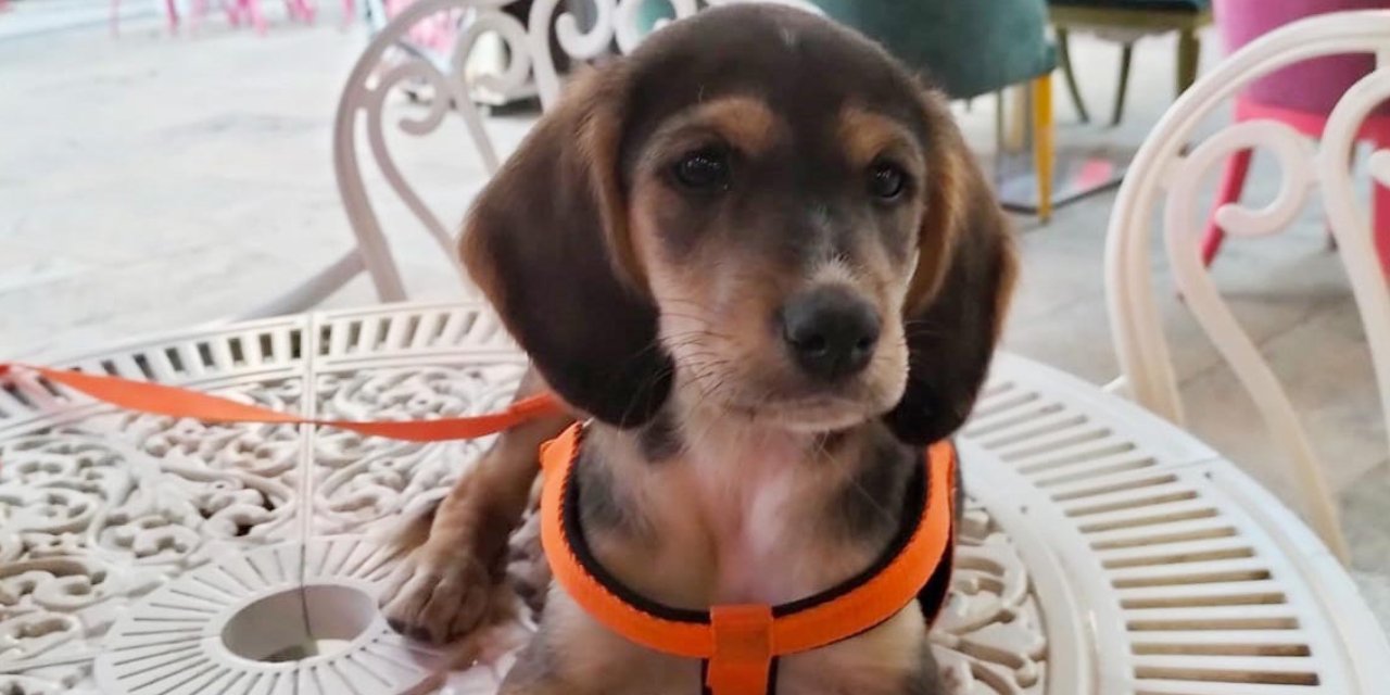 Bu köpeği bulana para ödülü