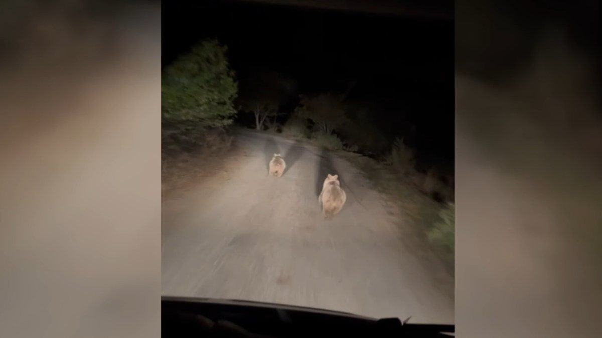 Erzincan’da yılar köyün içinde otomobilin ışığıyla süratle koştu