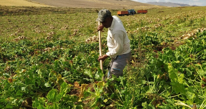 Pancar rekoltesi Sivaslı üreticinin yüzünü güldürdü