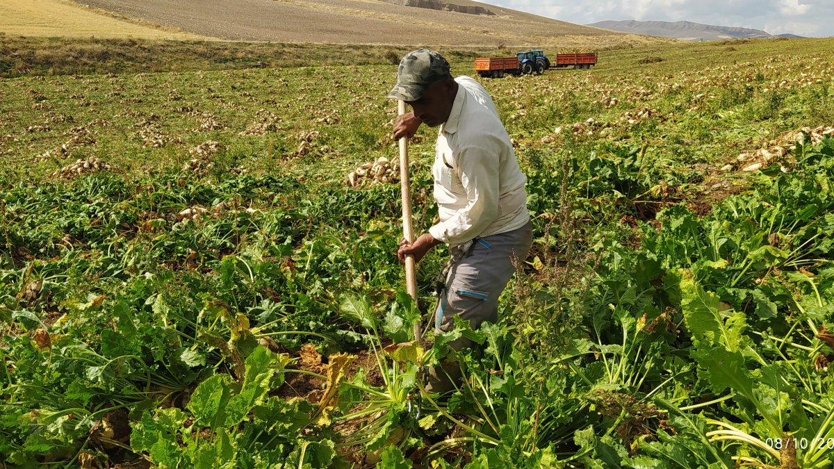 Pancar rekoltesi Sivaslı üreticinin yüzünü güldürdü