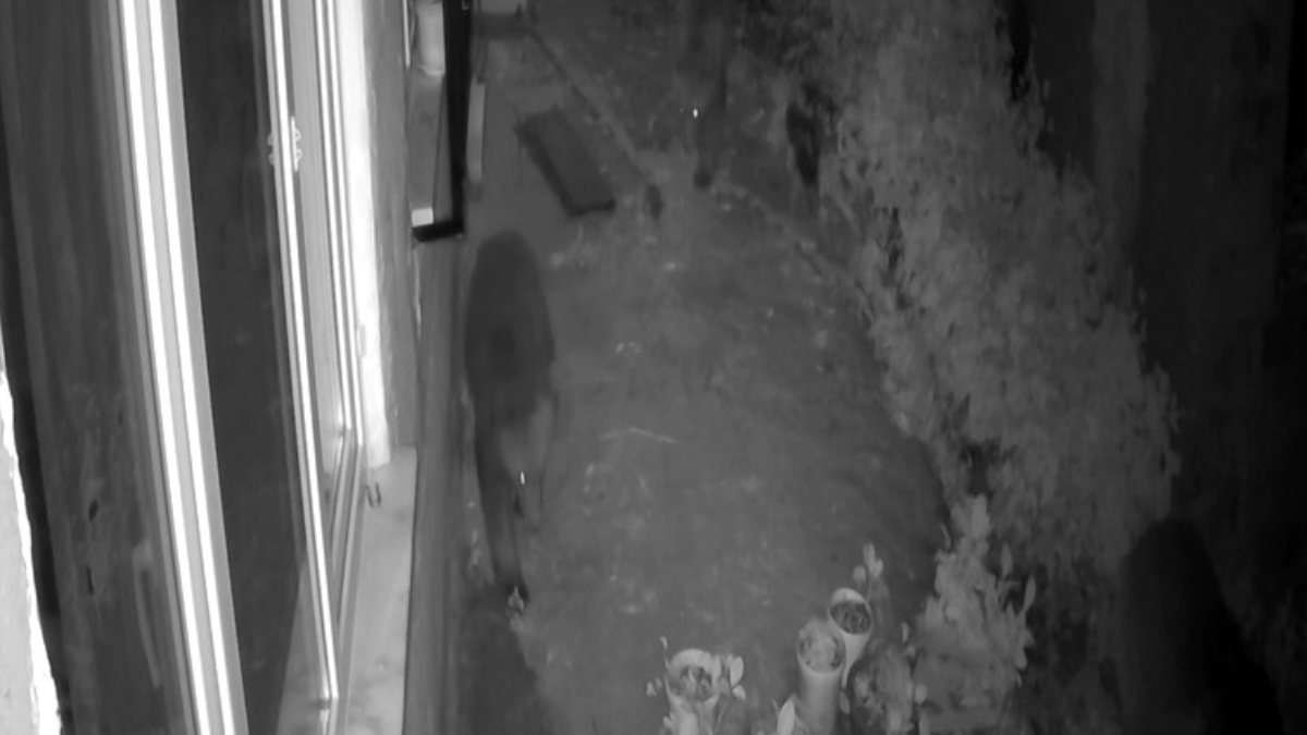 Rize’de ayılar boş evi yokladı