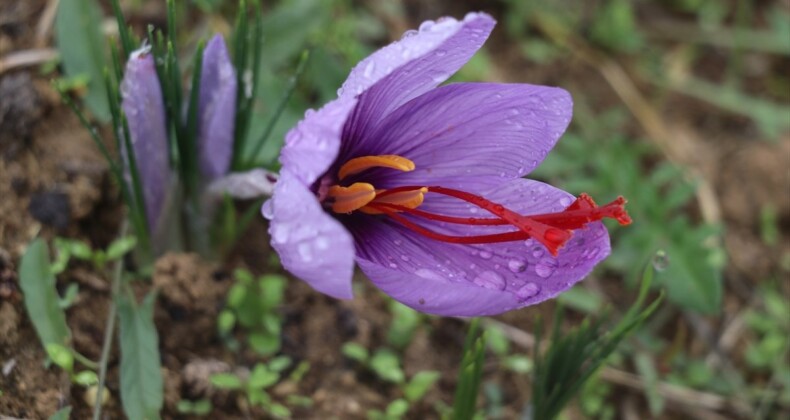 Safranbolu’da çiçek açan safranda hasat başladı