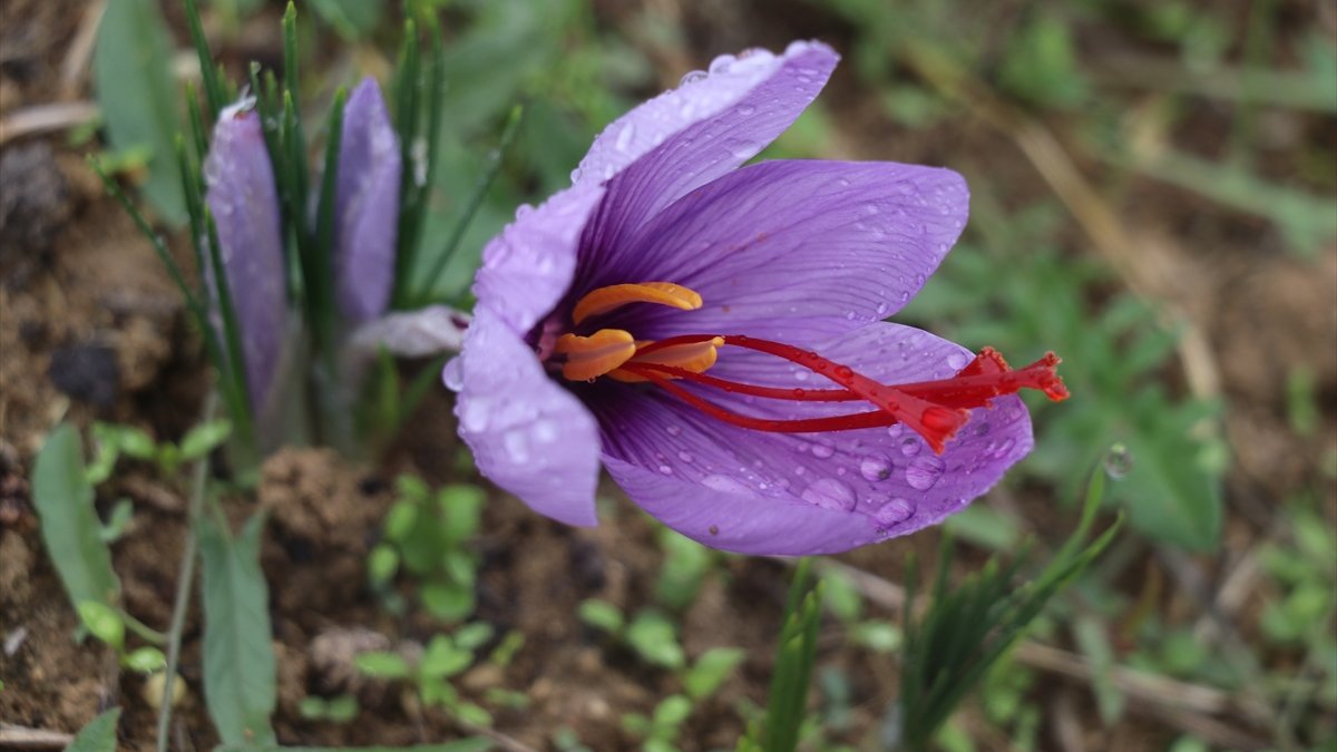 Safranbolu’da çiçek açan safranda hasat başladı