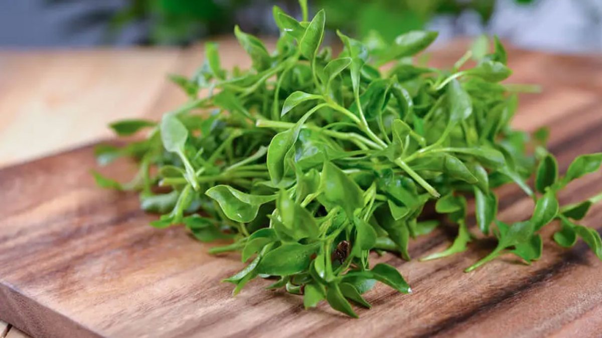 Sigaraya maruz kalmış ciğerleri tertemiz yapıyor! Terenin mucizeleri