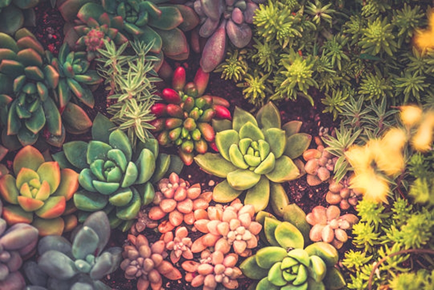 Evlerimizin Yeni Moda Bitkisi: Sukulentler