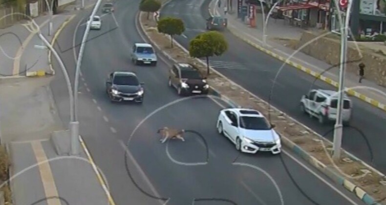 Tunceli’de, anayola çıkan köpek zincirleme kazaya neden oldu