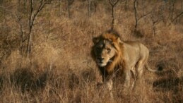 Avustralya’da 5 aslan hayvanat bahçesinden kaçtı