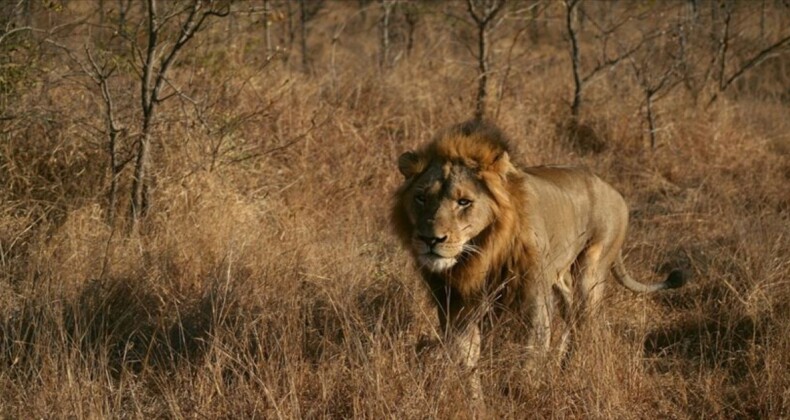 Avustralya’da 5 aslan hayvanat bahçesinden kaçtı