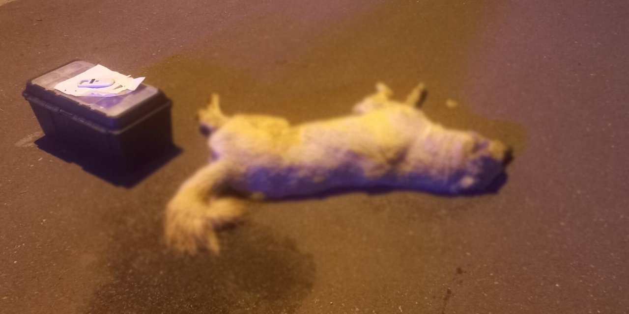 Bodrum’da köpeklerin zehirlendiği iddiasına soruşturma