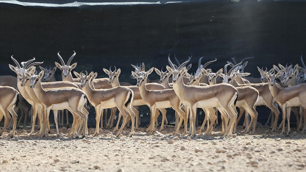 Ceylanpınar ilçesine adını veren ceylanlar Şanlıurfa’da özenle korunuyor