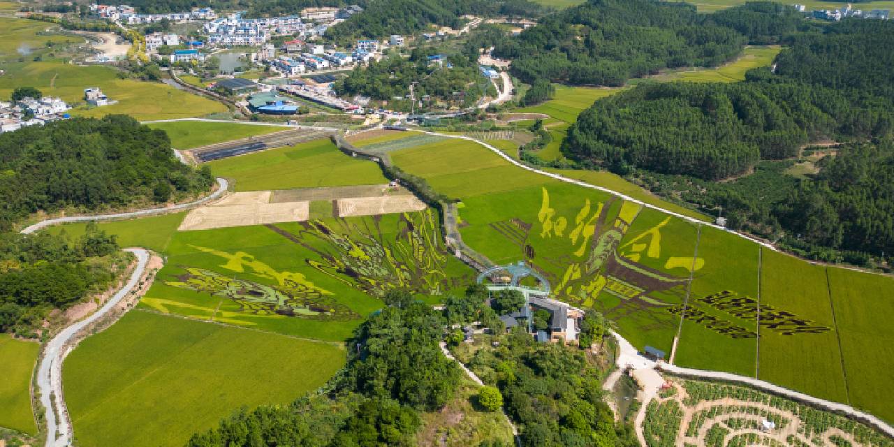 Çin’in 3 boyutlu çeltik tarlaları görenleri büyülüyor