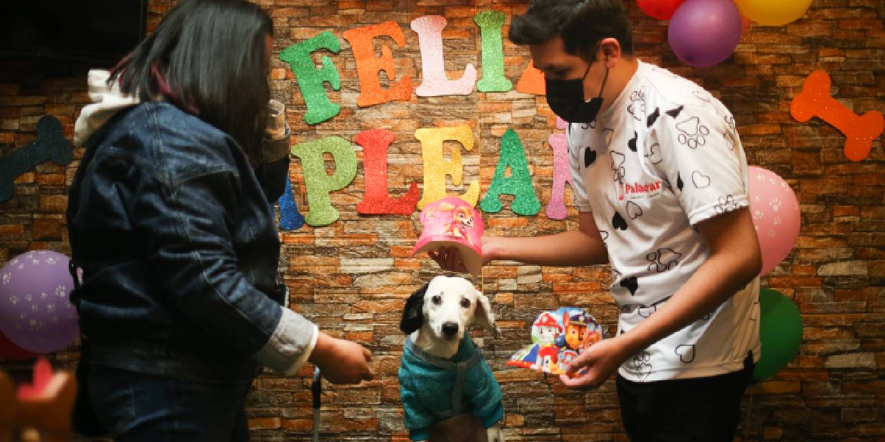 Dünyanın ilk köpek restoranı, patili müşterilerini bekliyor