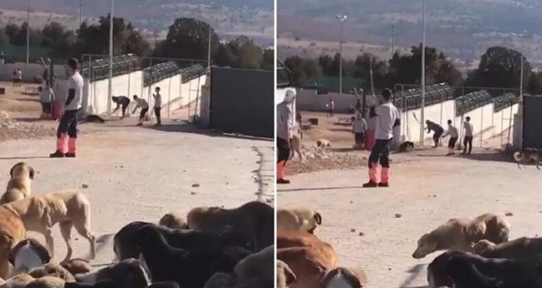 Konya’da kürekle köpek katliamı tüm Türkiye’nin kanını dondurdu! Canımız yanıyor!