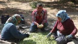 Mersin’de zeytin üreticileri hasat için işçi bulamıyor