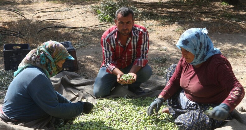 Mersin’de zeytin üreticileri hasat için işçi bulamıyor