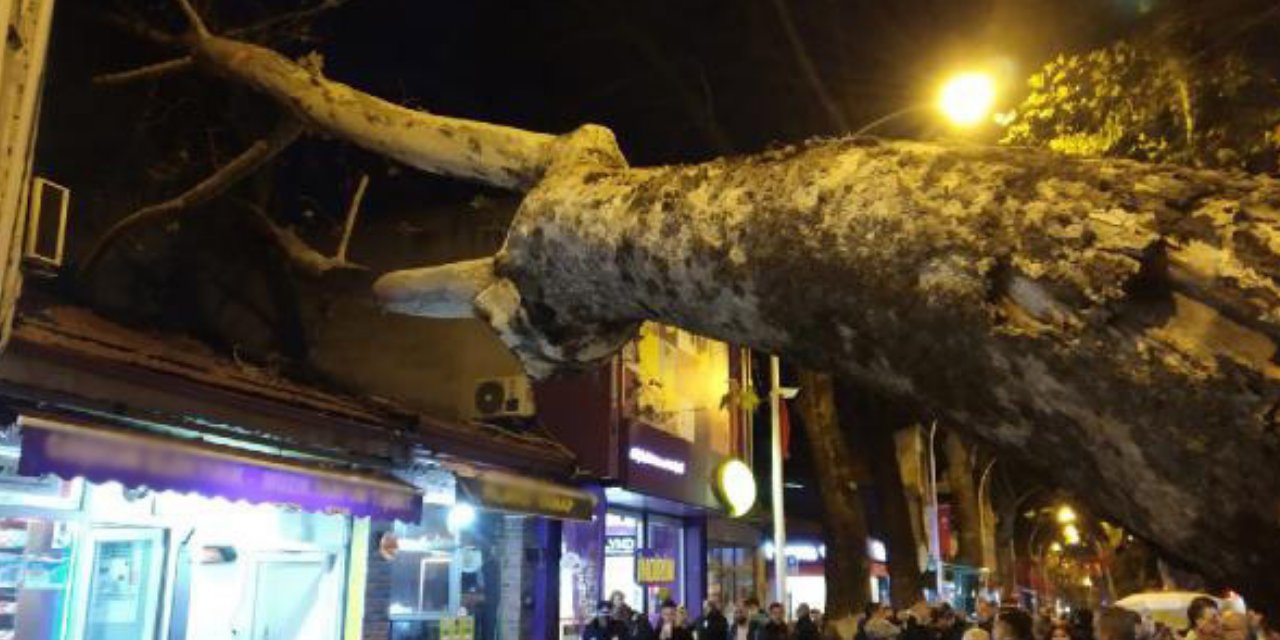 300 yıllık çınar ağacı iş yerinin çatısına devrildi