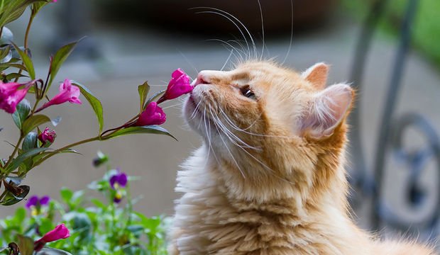 Çiçekle kedi bir arada olmaz diyenler… Neden olmasın?