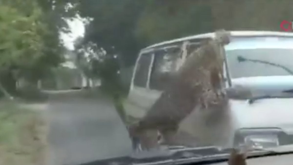 Hindistan’da kampüse giren leopar 13 kişiyi yaraladı