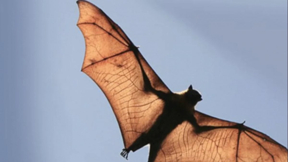 Meksika’da yarasanın ısırdığı çocuk öldü