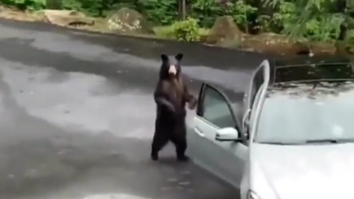 Arabaya binmek isteyen ayıyı çığlıklarla uzaklaştırdılar
