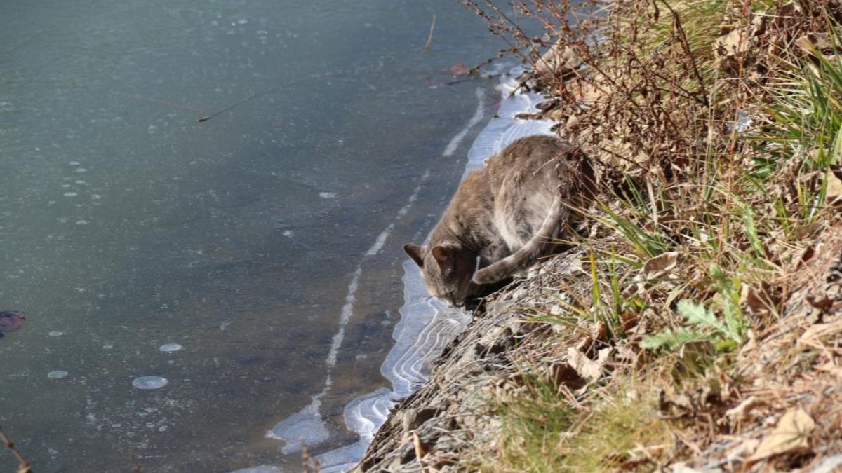 Eskişehir’de Porsuk Çayı’nın yüzeyini buz tuttu