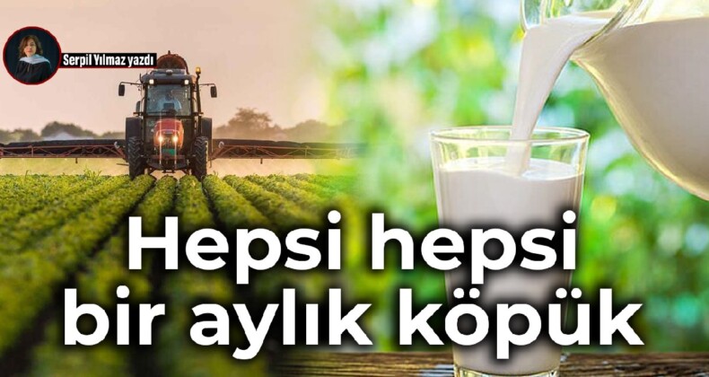 Hepsi hepsi bir aylık köpük