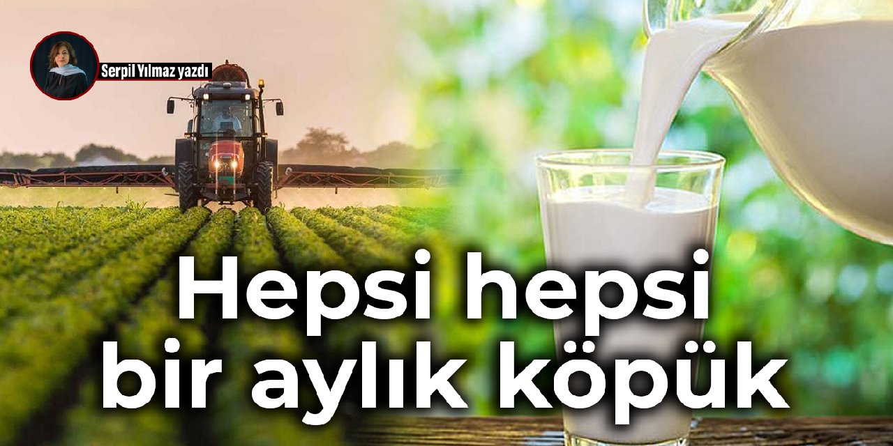 Hepsi hepsi bir aylık köpük