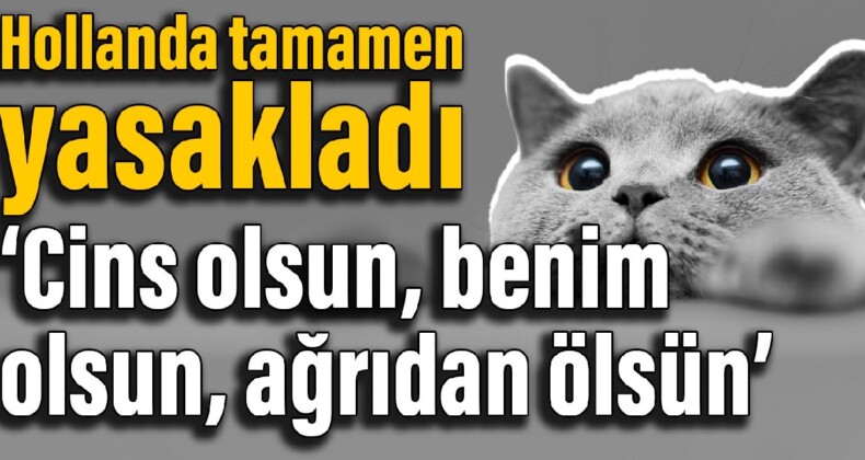 Hollanda tamamen yasakladı: Cins olsun, benim olsun, ağrıdan ölsün