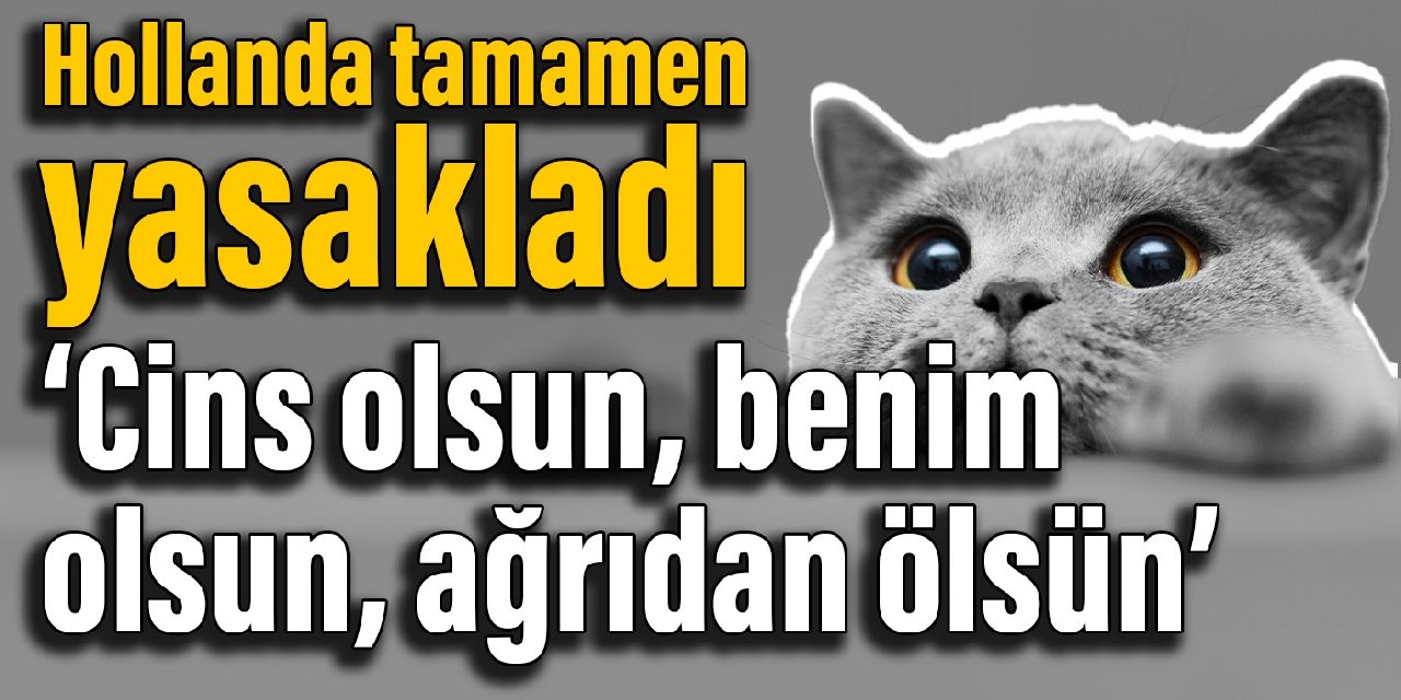 Hollanda tamamen yasakladı: Cins olsun, benim olsun, ağrıdan ölsün