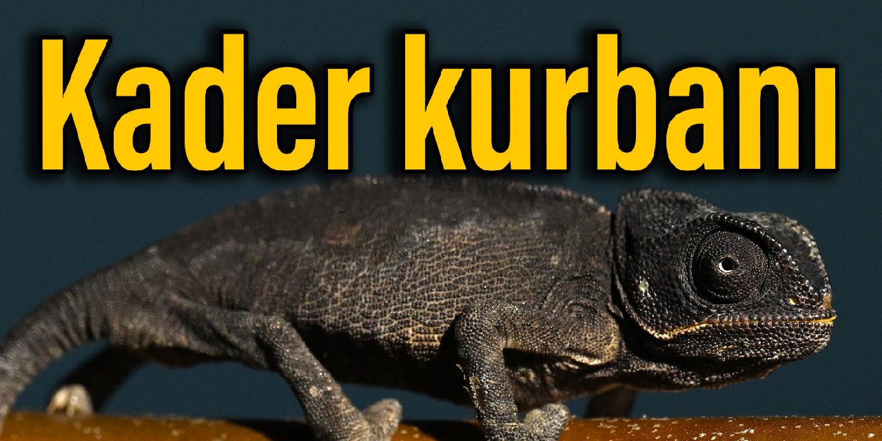 ‘Kızgın kumlardan’ dondurucu Van’a… Yavru bukalemunun ibretlik yolculuğu