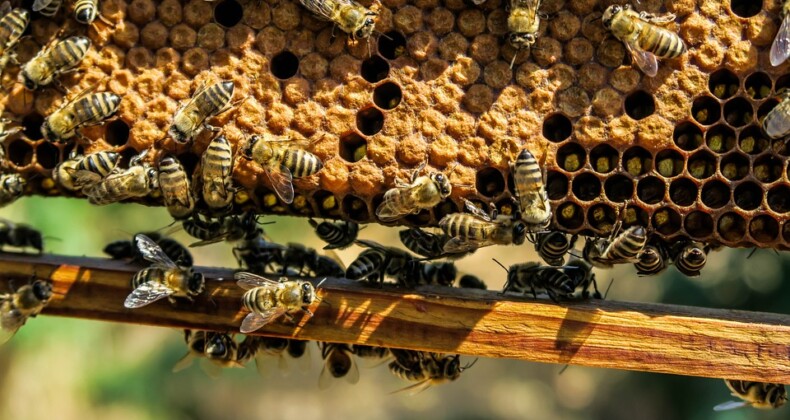 Kovandaki gizli mucize: Arı poleni ve arı ekmeği