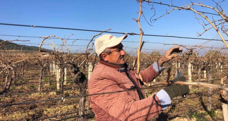 Manisa’da işçi ücretleri artınca iş çiftçinin başına düştü