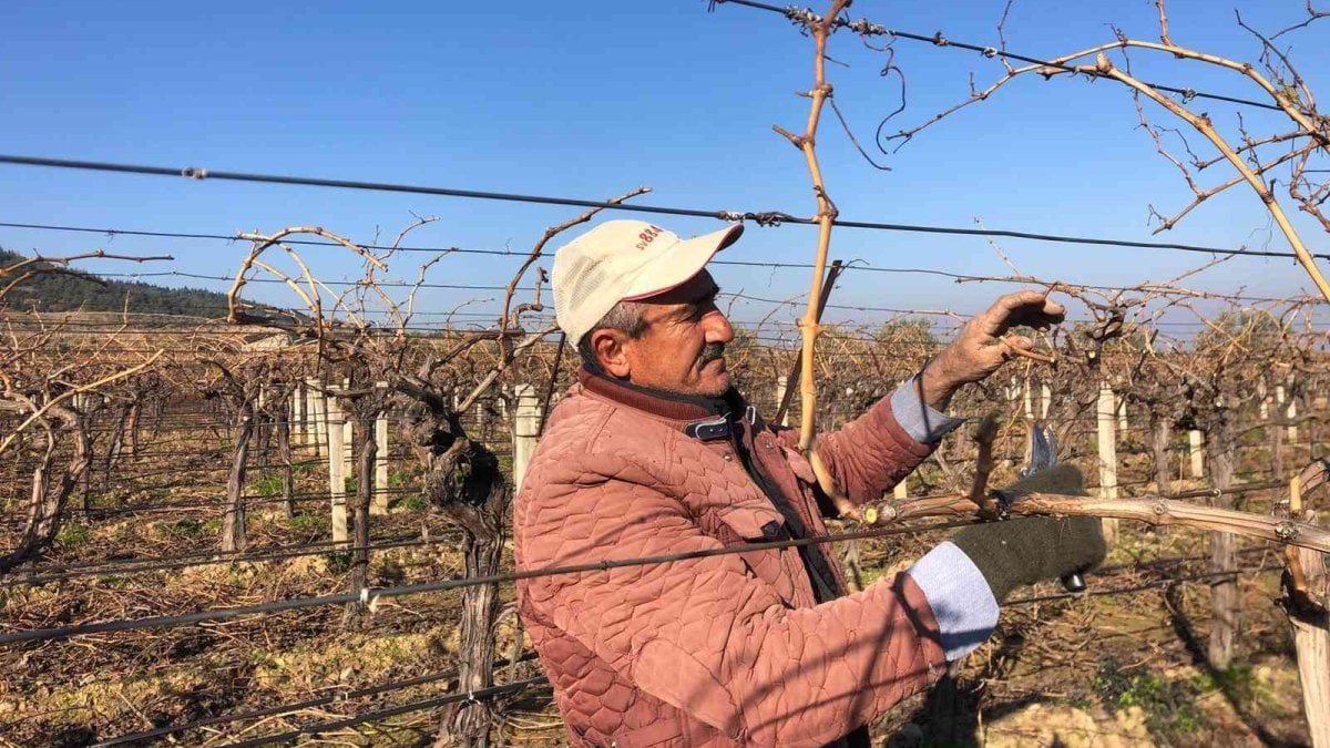Manisa’da işçi ücretleri artınca iş çiftçinin başına düştü