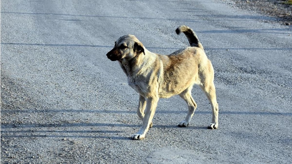 Sivas’ta çoban köpeğinin saldırdığı kadın ağır yaralandı