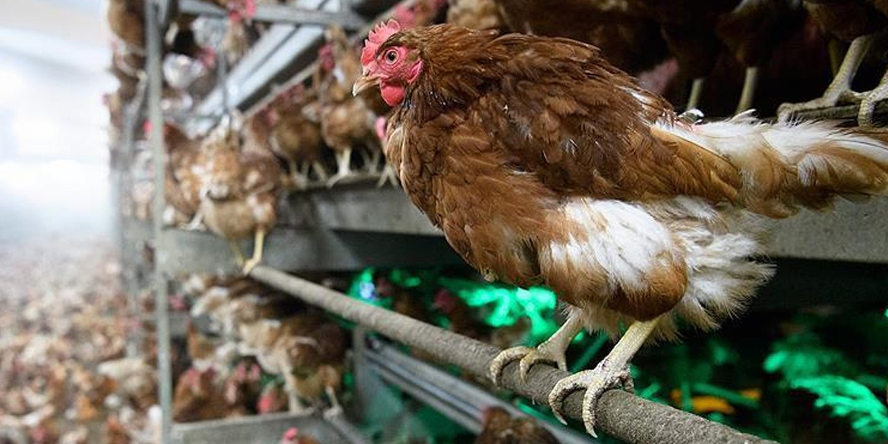 Tavuk eti üretiminde artış