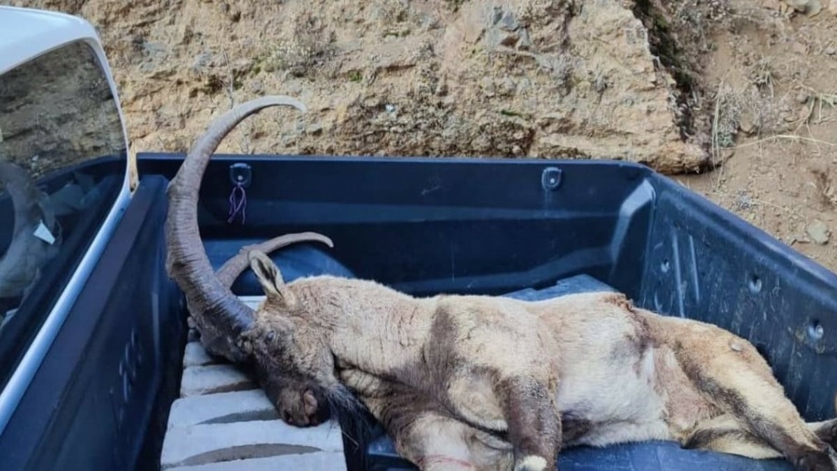 Tunceli’de avlanma cezası 250 bin TL olan yaban keçisini vuran şüpheliler aranıyor