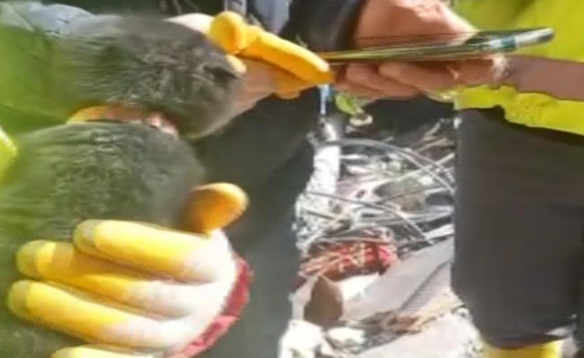 7 katlı binanın enkazından 178 saat sonra kurtarılan kediye ‘Umut’ ismi verildi