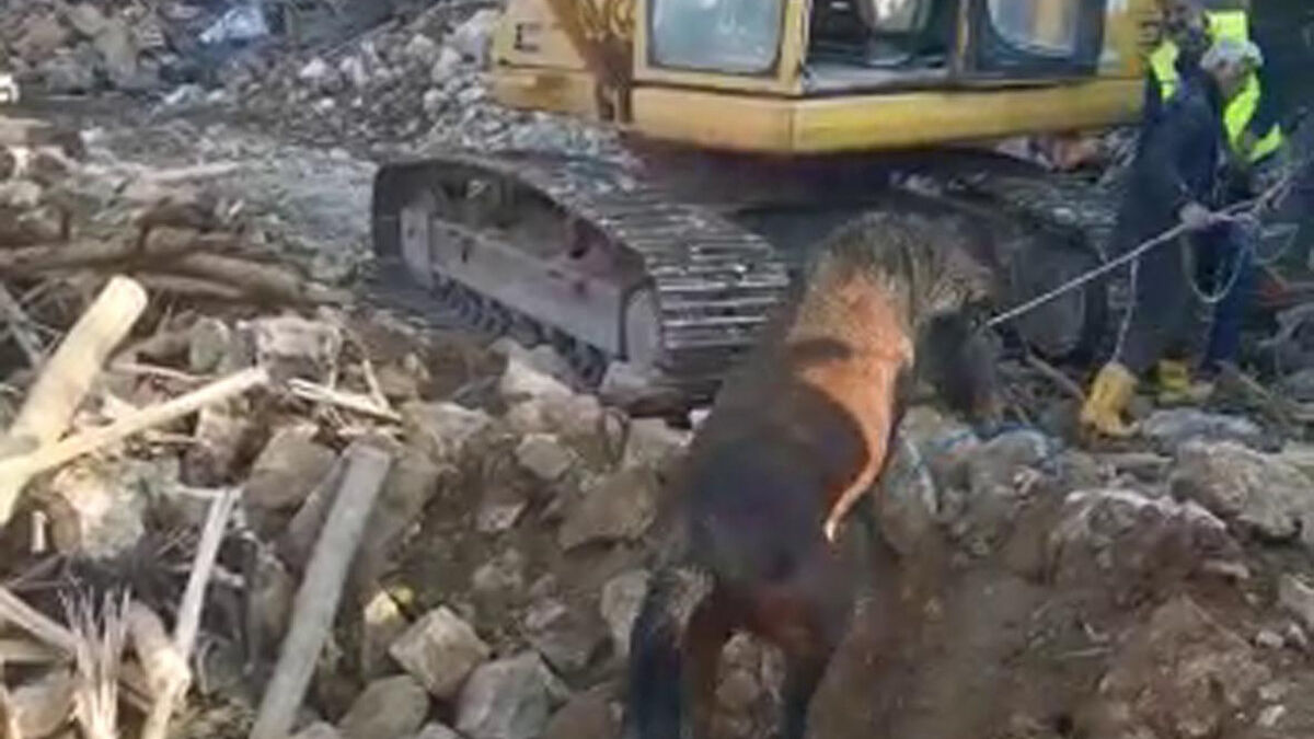 Adıyaman’da enkazdaki at sağ çıkarıldı