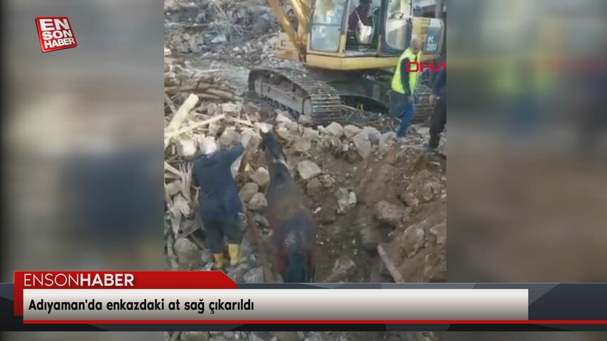 Adıyaman’da enkazdaki at sağ çıkarıldı