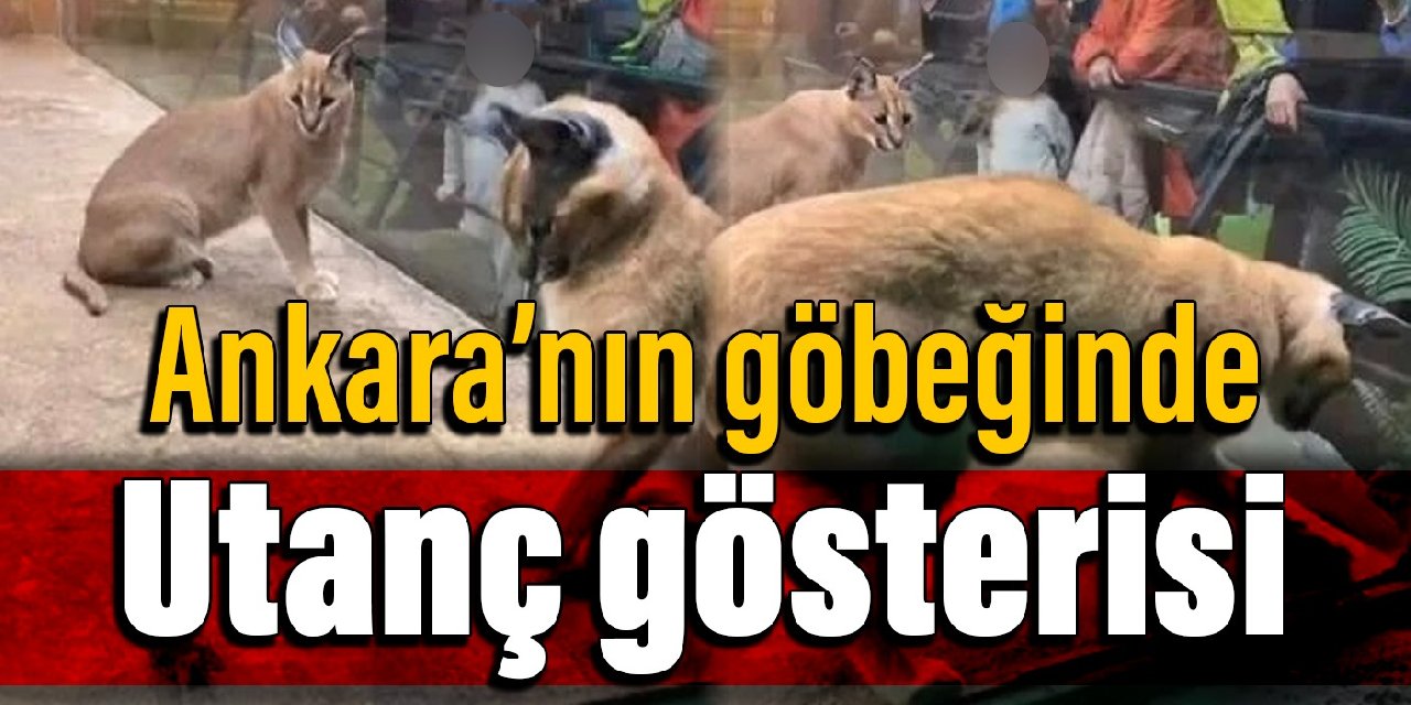 Ankara’nın göbeğindeki AVM’de utanç gösterisi