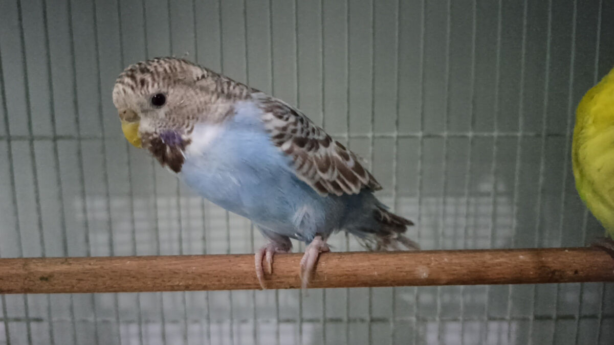 Depremler kuş satışlarını artırdı