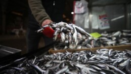 Hamsi avcılığı, Marmara Denizi ile boğazlarda durduruldu