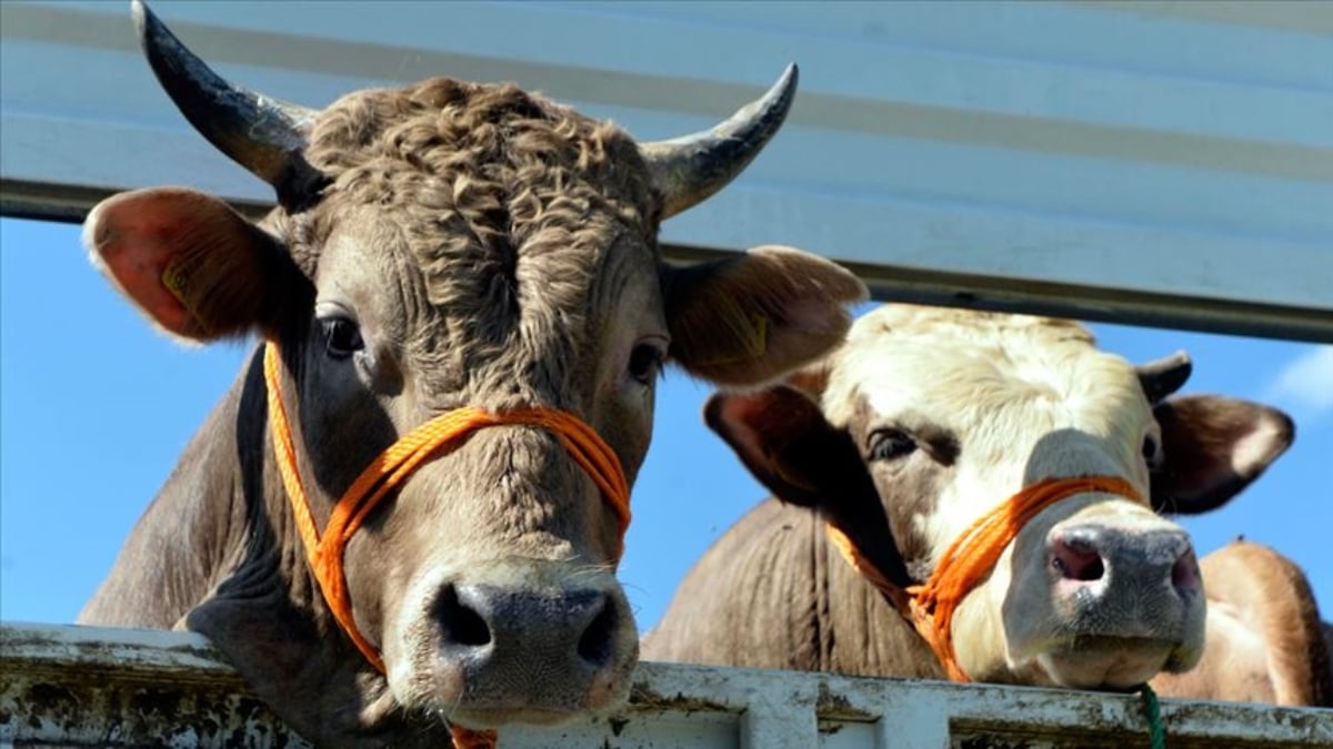 Hayvansal üretim 2022’de azaldı