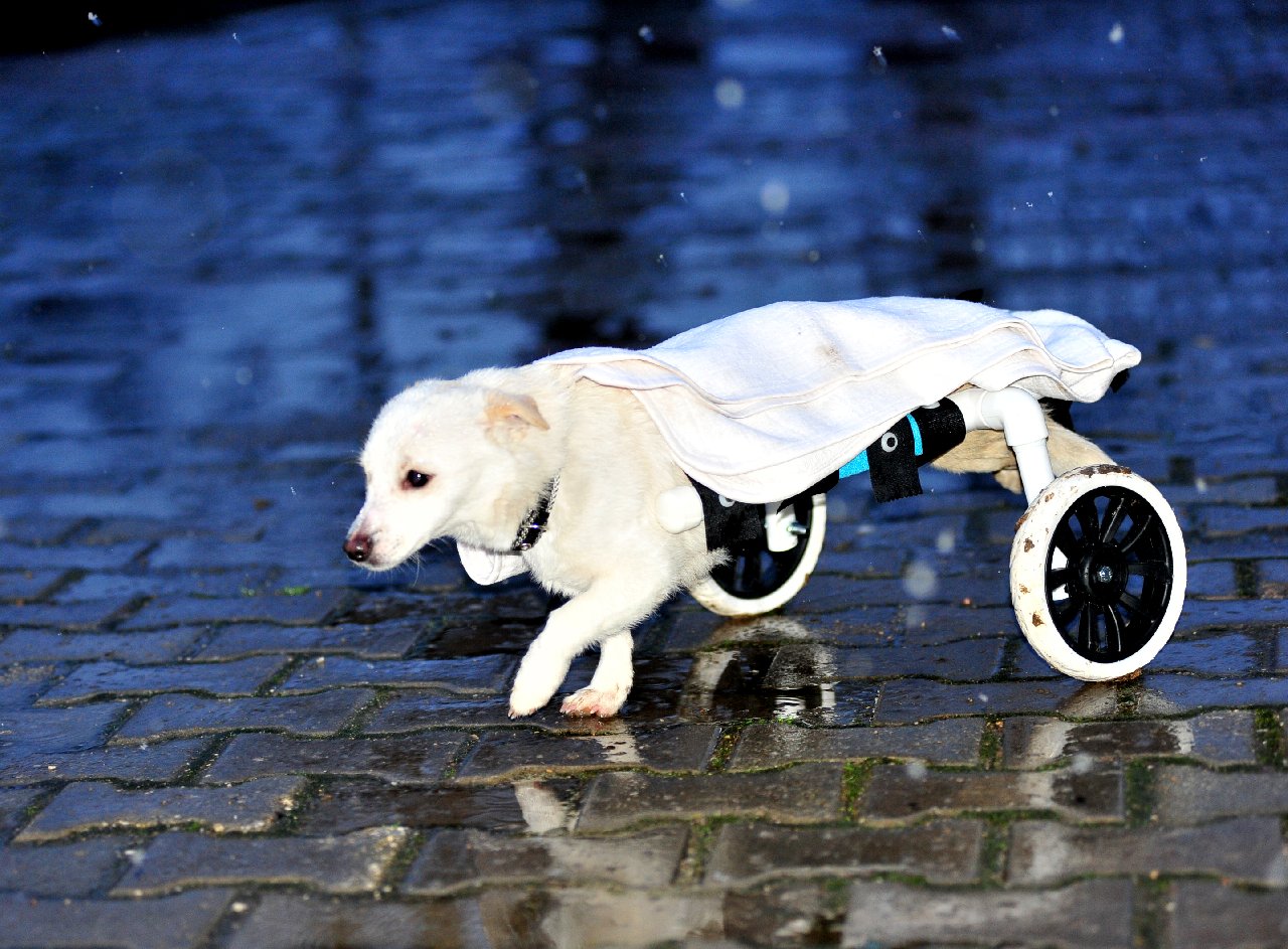 İçimizi ısıtan bir haber, tesisat borularından Pamuk’a yürüteç yaptı