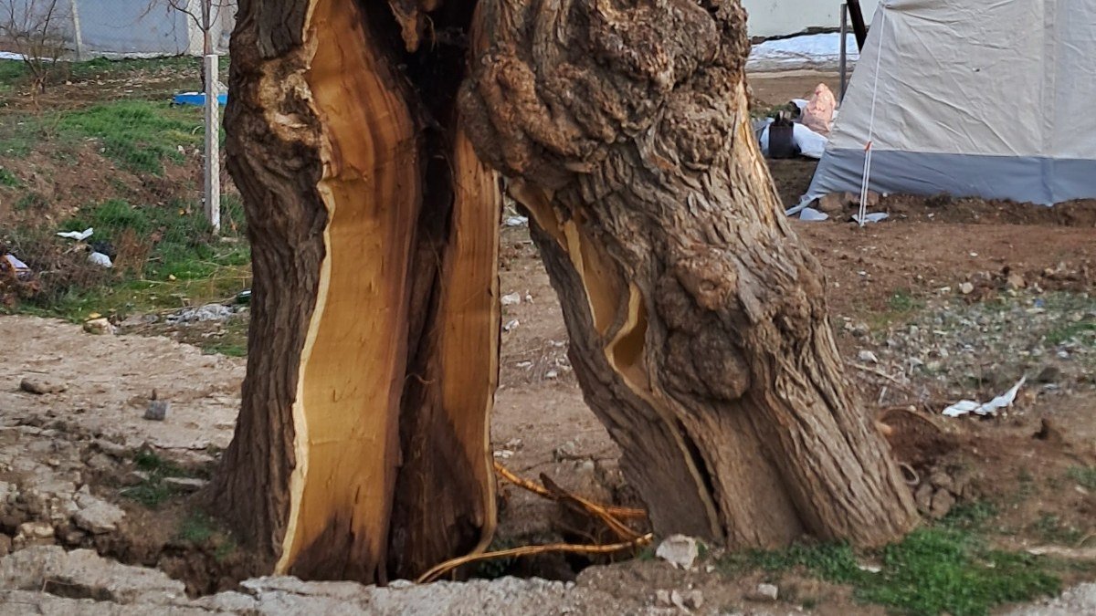 Kahramanmaraş merkezli depremlerin ardından boş arazideki ağaç 2’ye bölündü