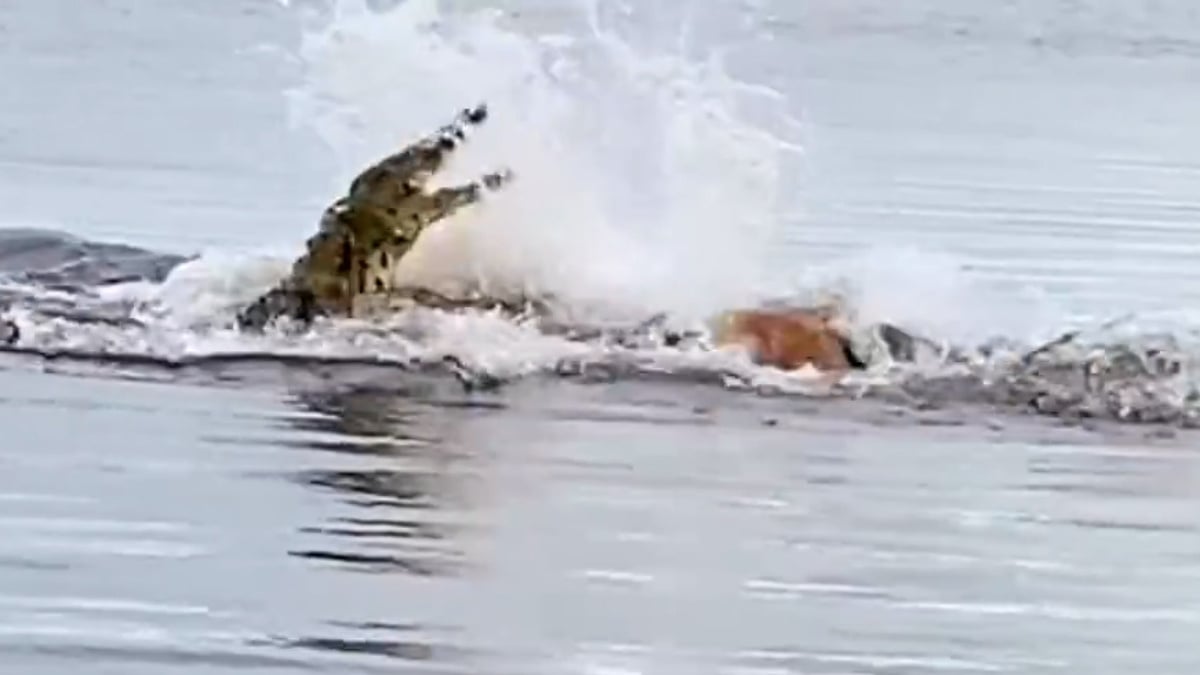 Nehirde timsah ve geyiğin nefes kesen kovalamacası