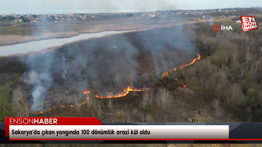 Sakarya’da çıkan yangında 100 dönümlük arazi kül oldu
