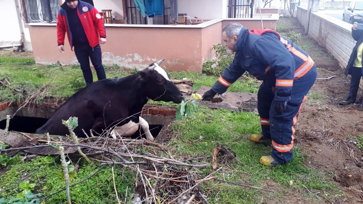 Sakarya’da çukura düşen inek, lahana ile kurtarıldı