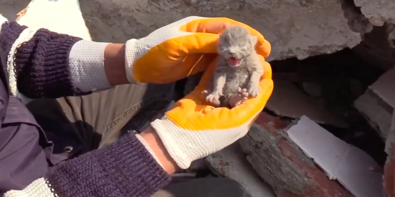 Yıkılan binada mahsur kalan 5 kedi yavrusu kurtarıldı
