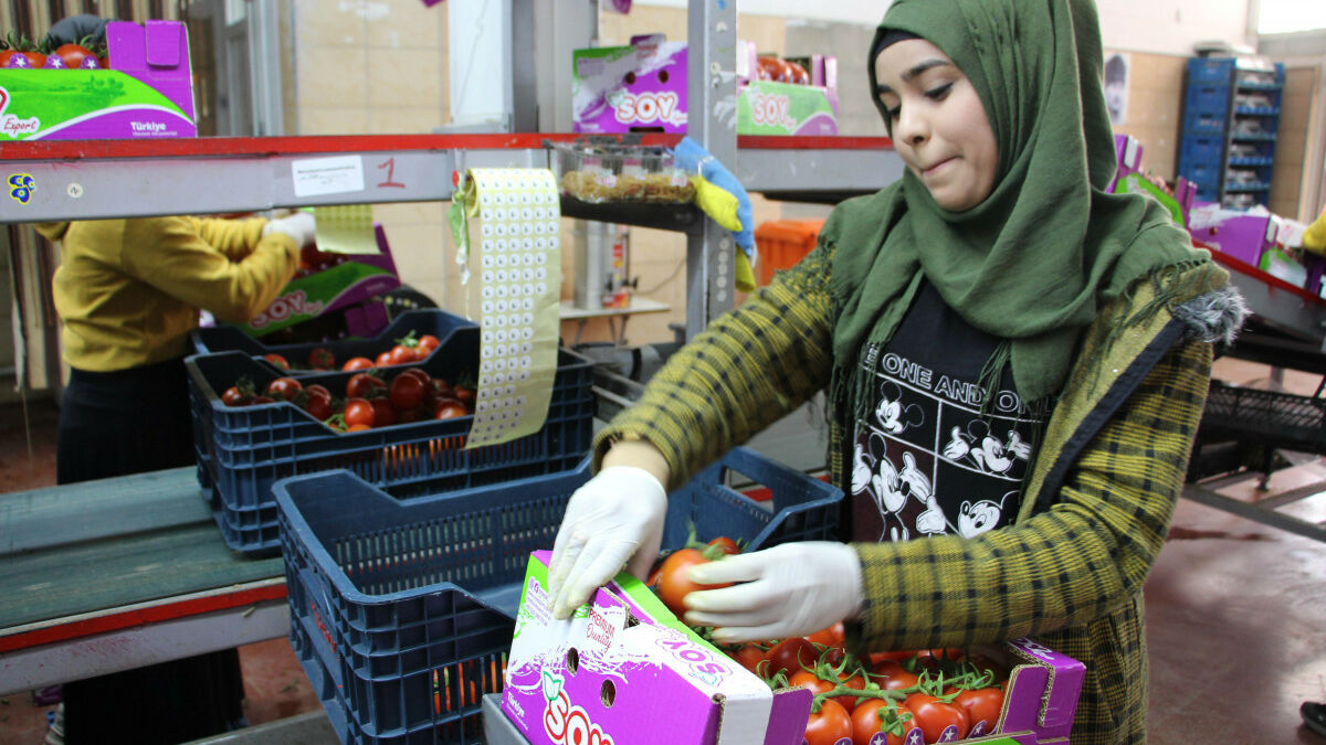 Antalya’da domates ihracatında hareketlilik başladı